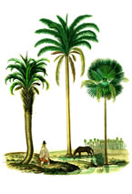Instituto de Botánica del Nordeste