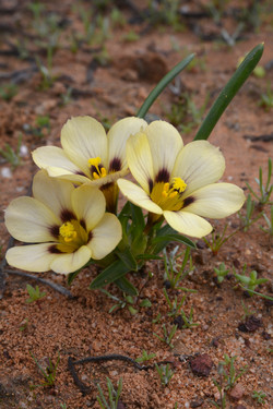 Anso le Roux Private Collection