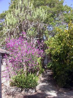 Rhodes University Herbarium