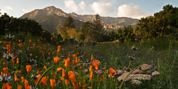 Santa Barbara Botanic Garden