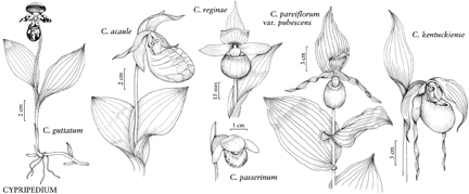 Flora of North America Association, in the US: St. Louis, Missouri; Pittsburgh, Pennsylvania; Lawrence, Kansas; Champaign, Illinois. In Canada: Montreal, Quebec; Ontario, Canada.