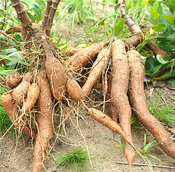 Yangambi Herbarium, Institut National pour l’Etude et la Recherche Agronomique